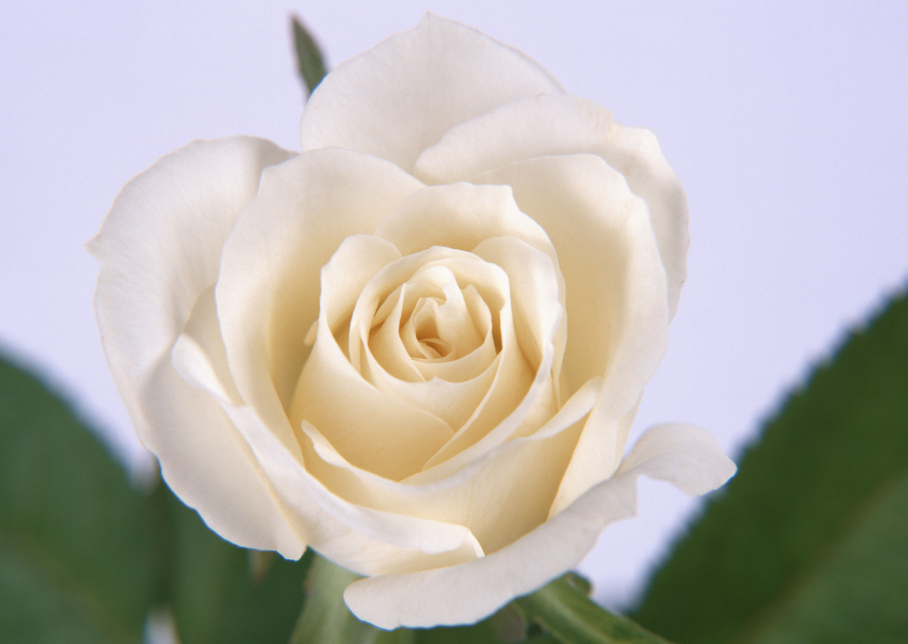 Free download high resolution image - free image free photo free stock image public domain picture -Single beautiful white rose