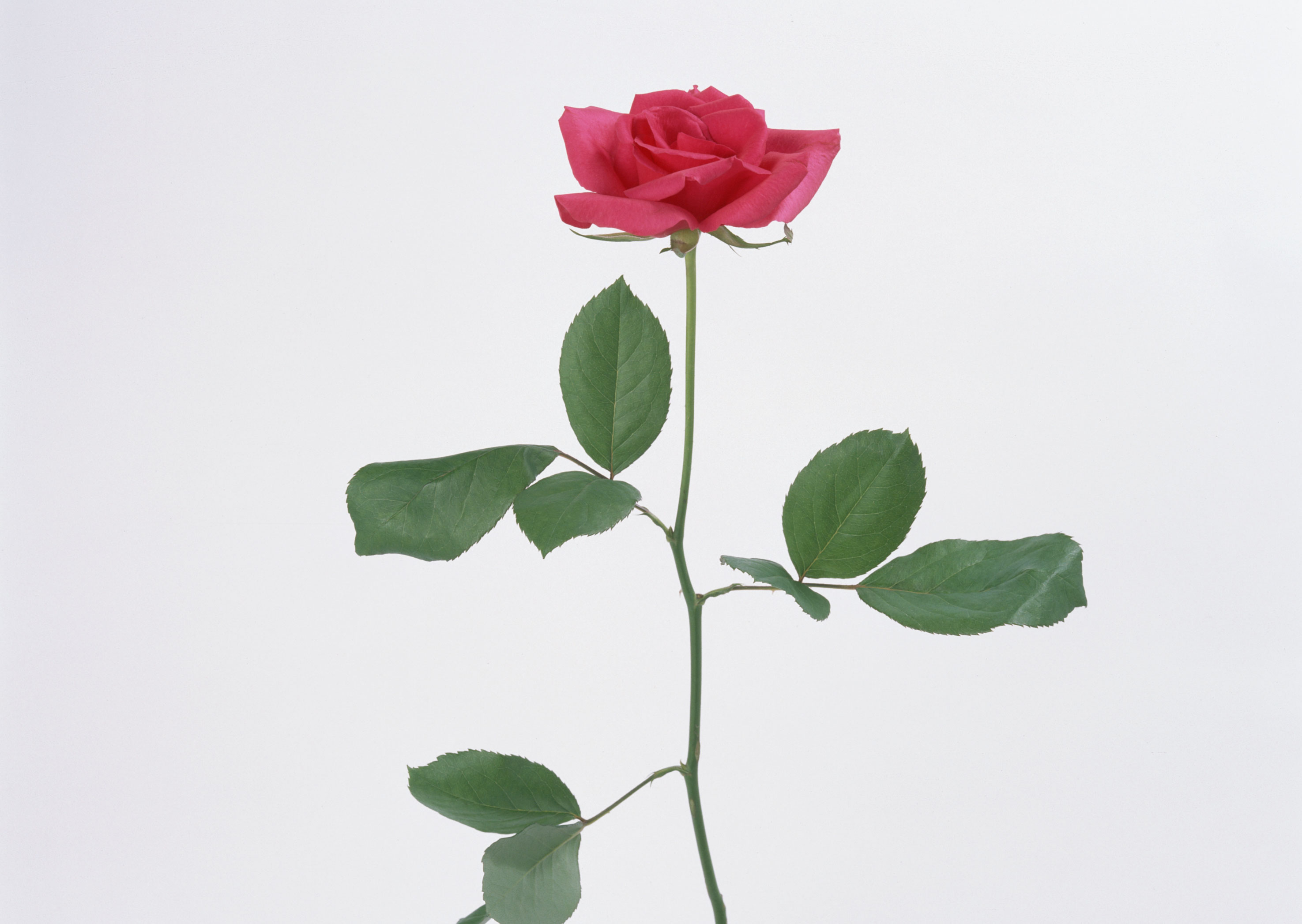 Free download high resolution image - free image free photo free stock image public domain picture -beautiful red rose