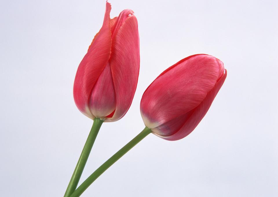 Free download high resolution image - free image free photo free stock image public domain picture  Two spring flowers. Tulips