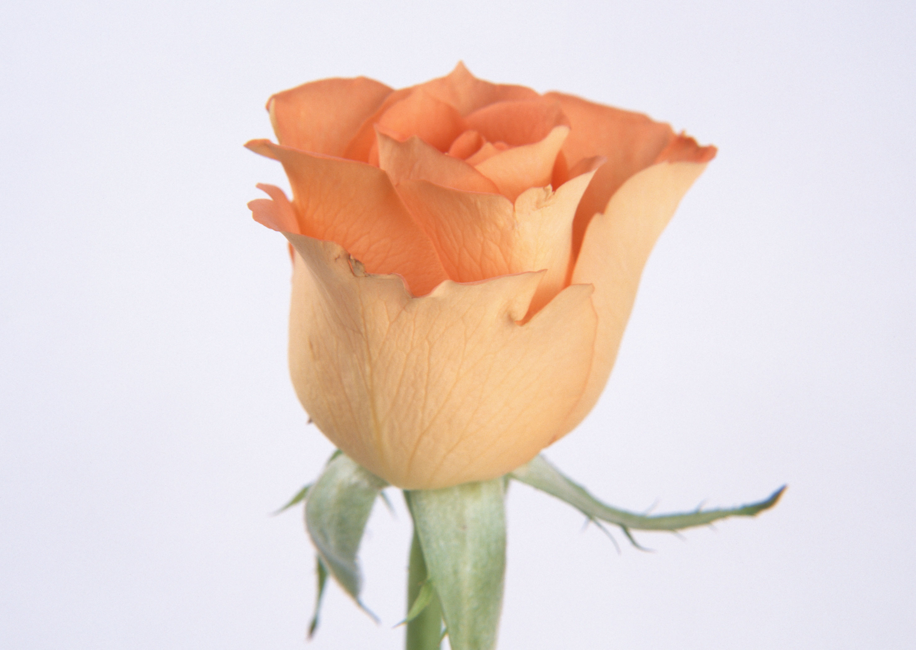 Free download high resolution image - free image free photo free stock image public domain picture -Beautiful orange rose