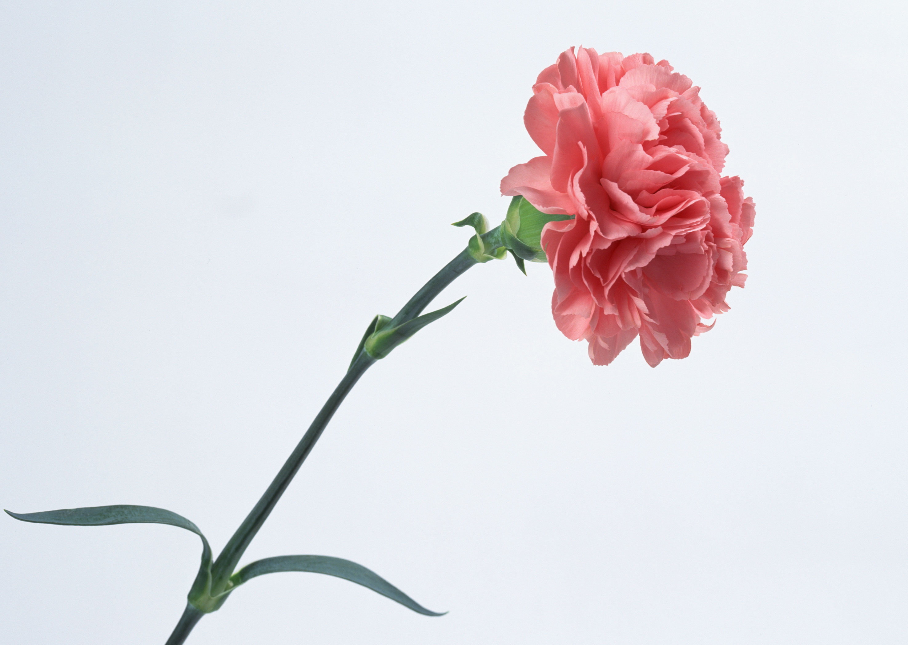 Free download high resolution image - free image free photo free stock image public domain picture -Beautiful pink carnation