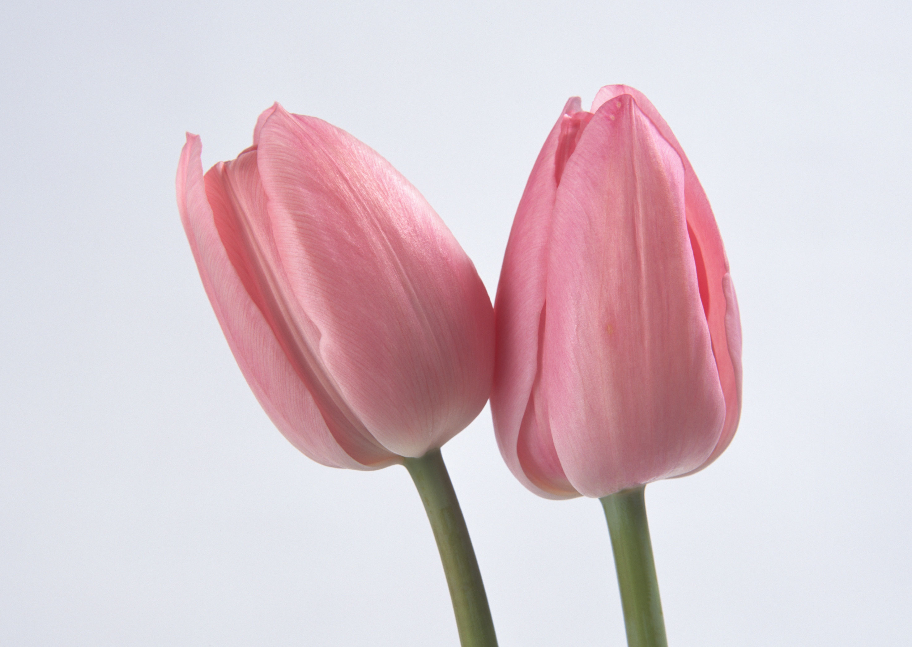 Free download high resolution image - free image free photo free stock image public domain picture -Two spring flowers. Tulips