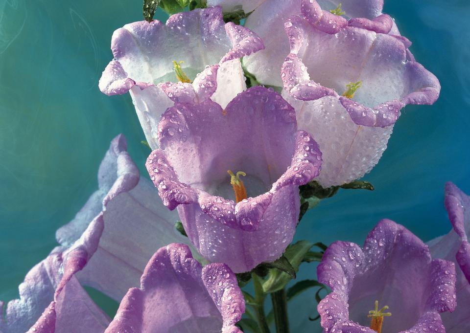 Free download high resolution image - free image free photo free stock image public domain picture  Studio Shot of Lilac Colored Colhicum Flowers