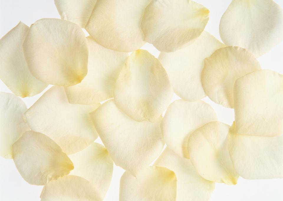 Free download high resolution image - free image free photo free stock image public domain picture  White Rose Petals