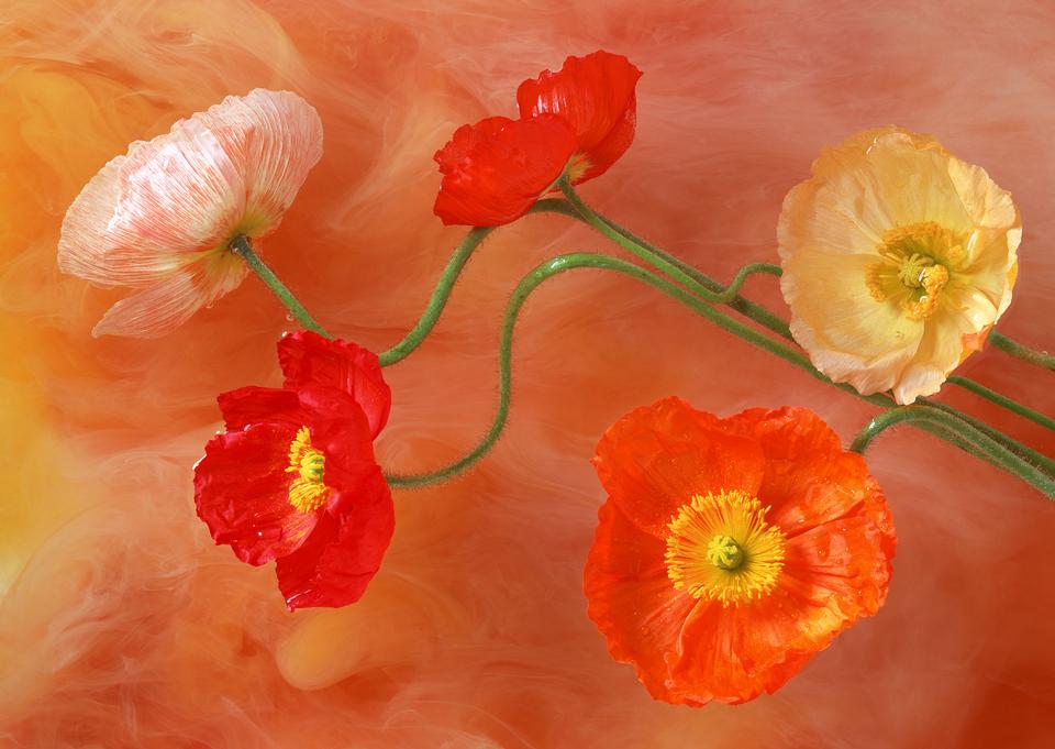 Free download high resolution image - free image free photo free stock image public domain picture  Studio Shot of Poppy Flowers