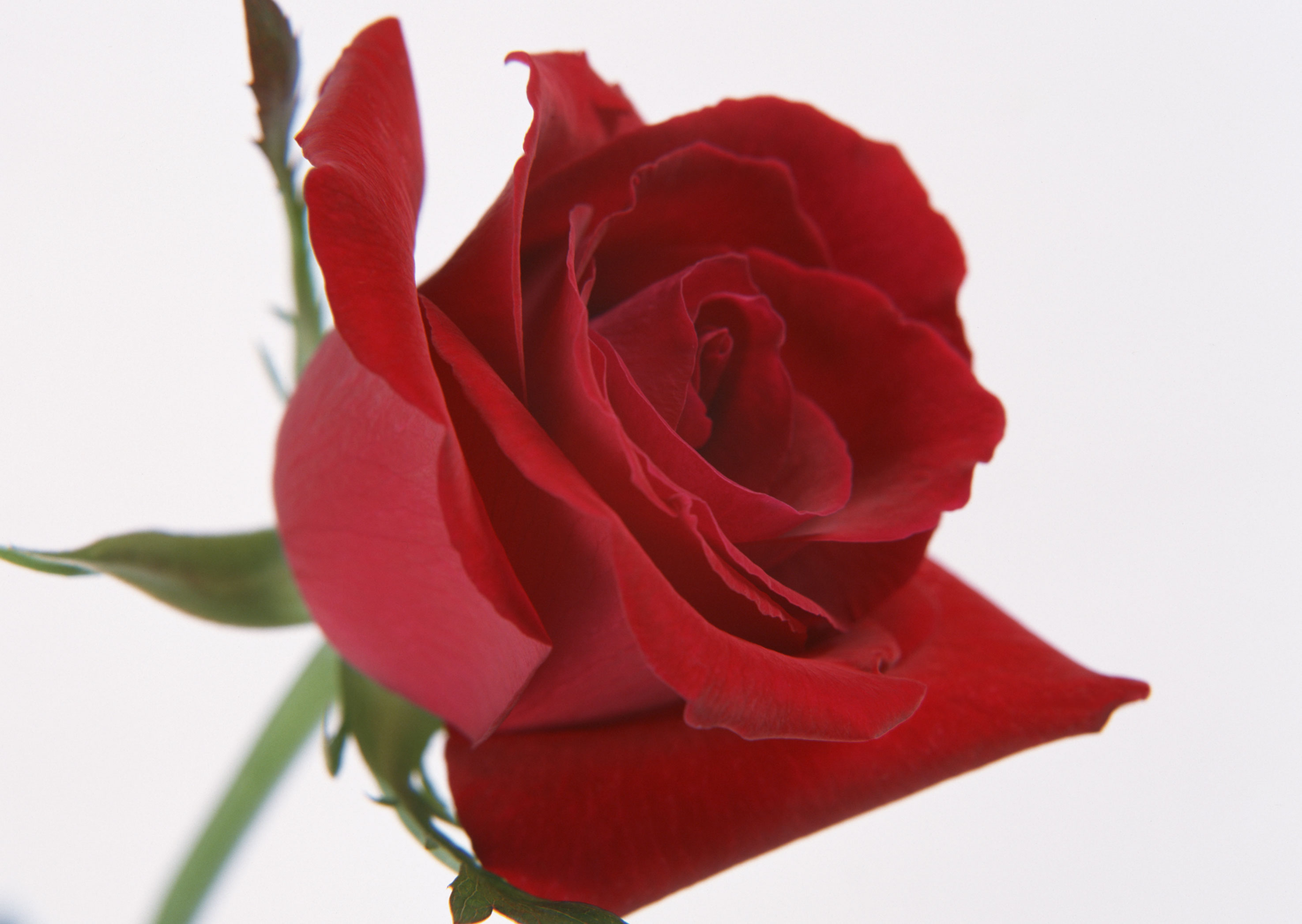 Free download high resolution image - free image free photo free stock image public domain picture -Red rose