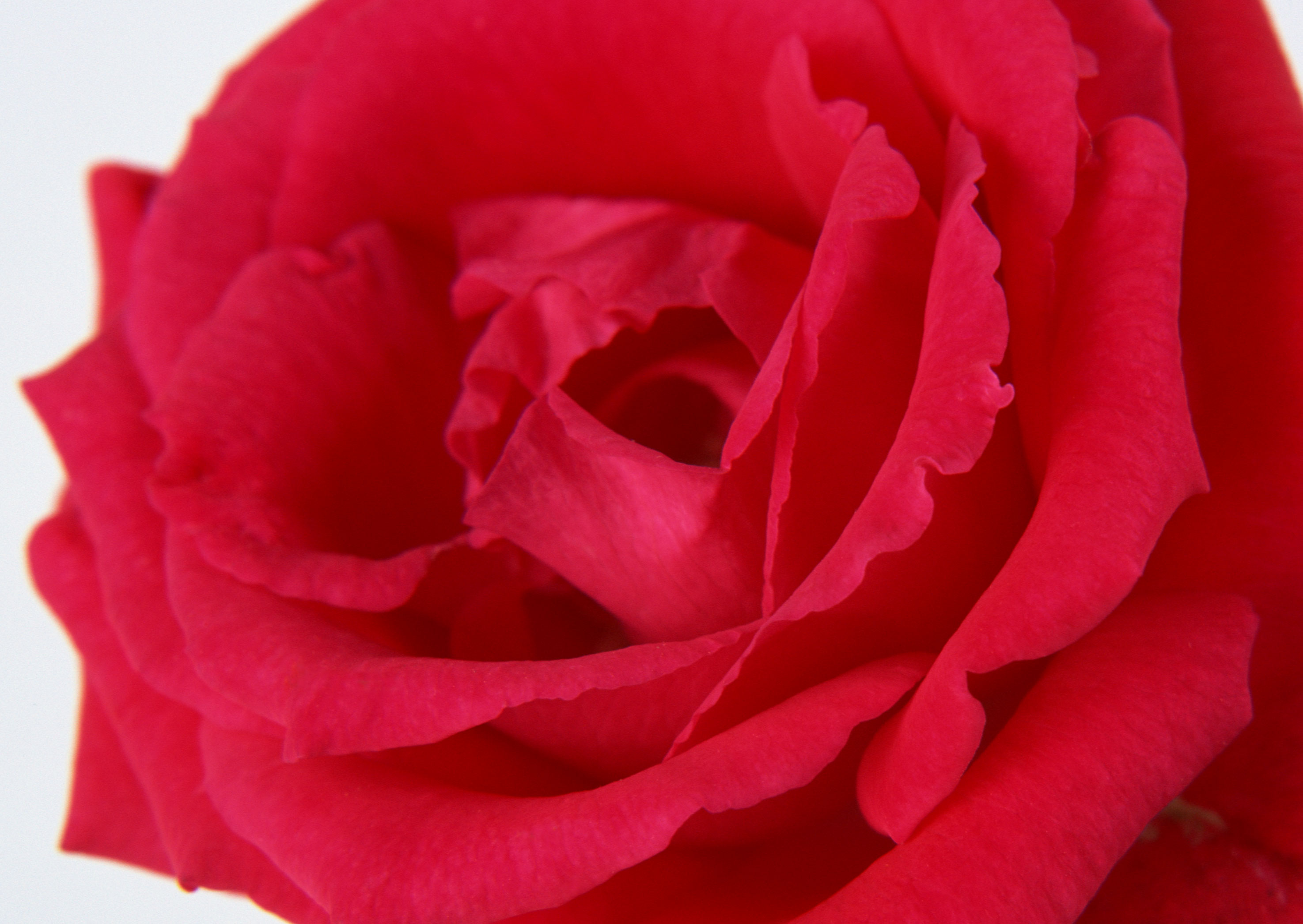 Free download high resolution image - free image free photo free stock image public domain picture -Valentine Red Rose.