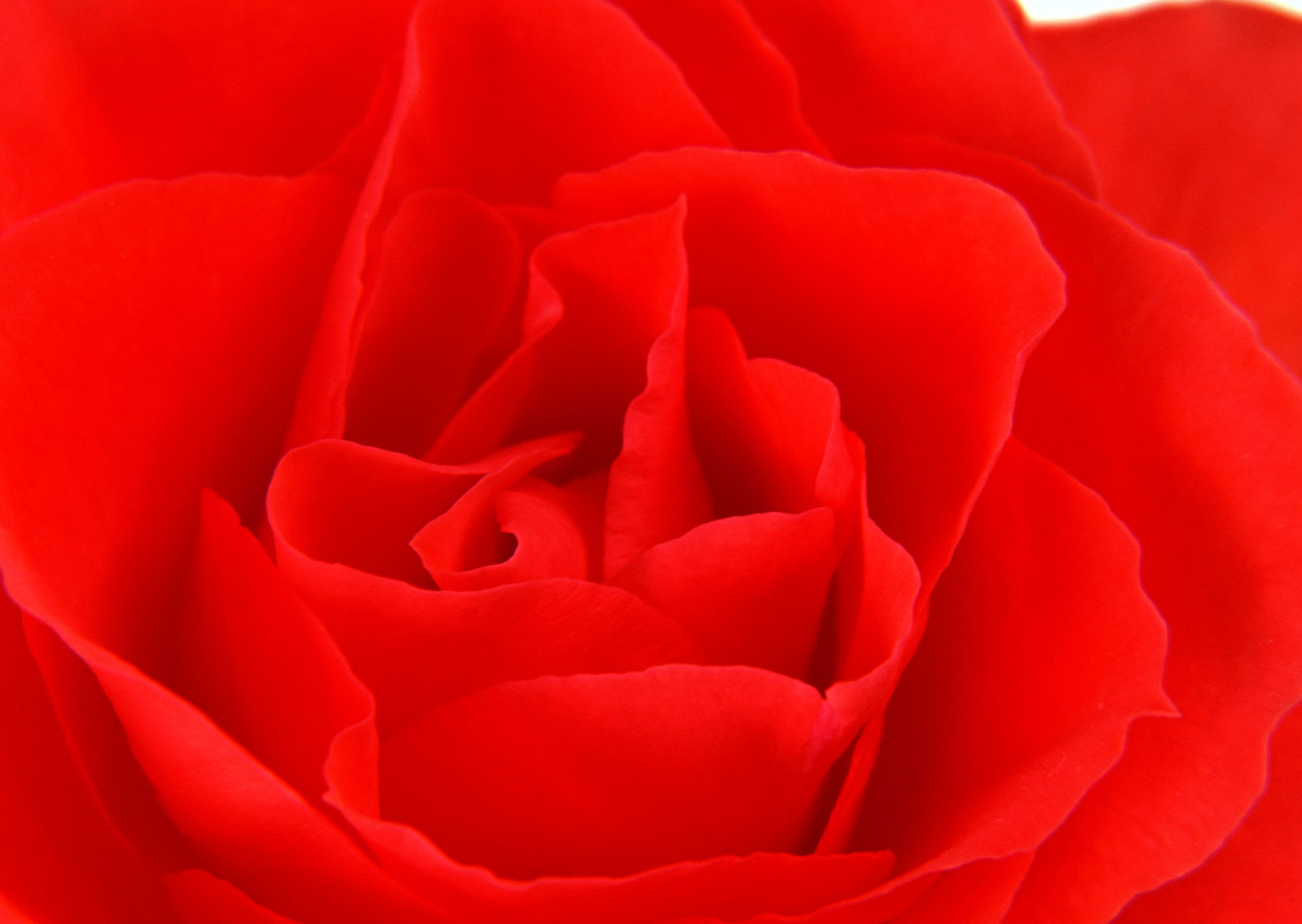 Free download high resolution image - free image free photo free stock image public domain picture -Red rose