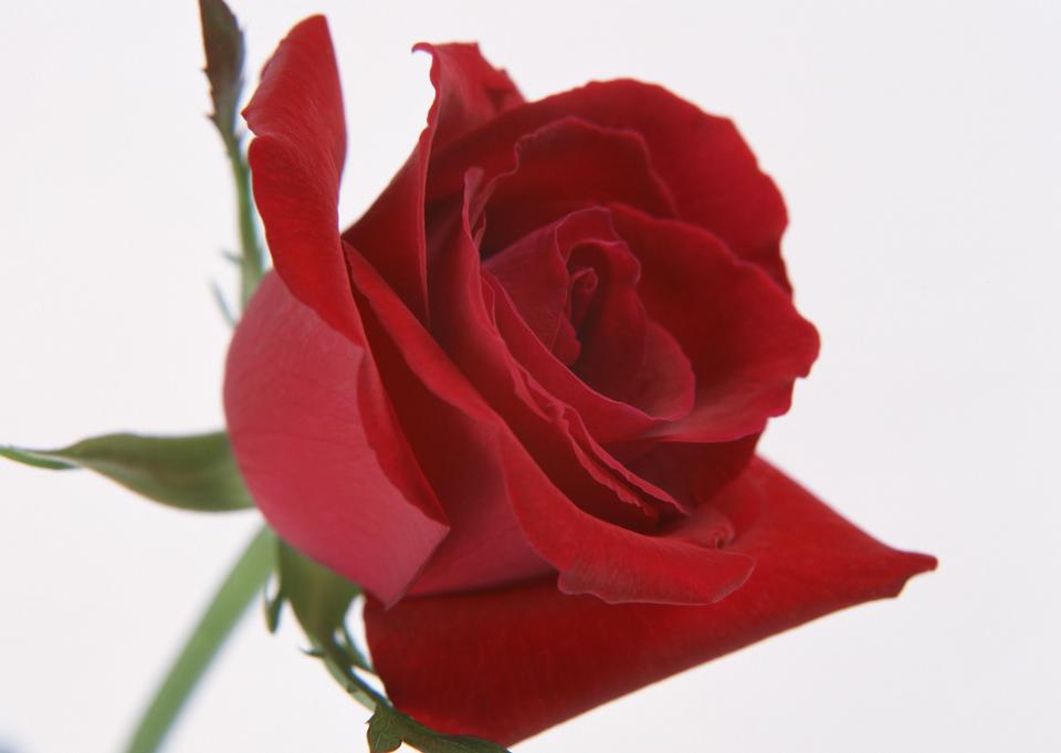 Free download high resolution image - free image free photo free stock image public domain picture  Red rose