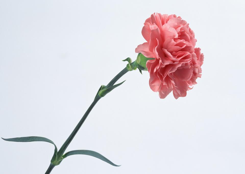 Free download high resolution image - free image free photo free stock image public domain picture  Beautiful pink carnation