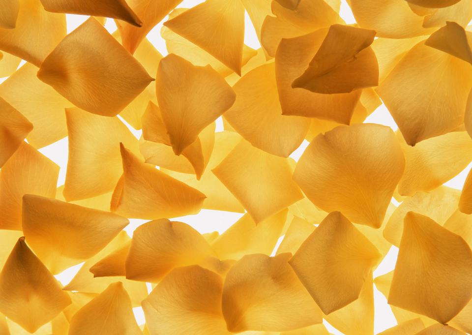 Free download high resolution image - free image free photo free stock image public domain picture  A collection of yellow rose petals on a white background.