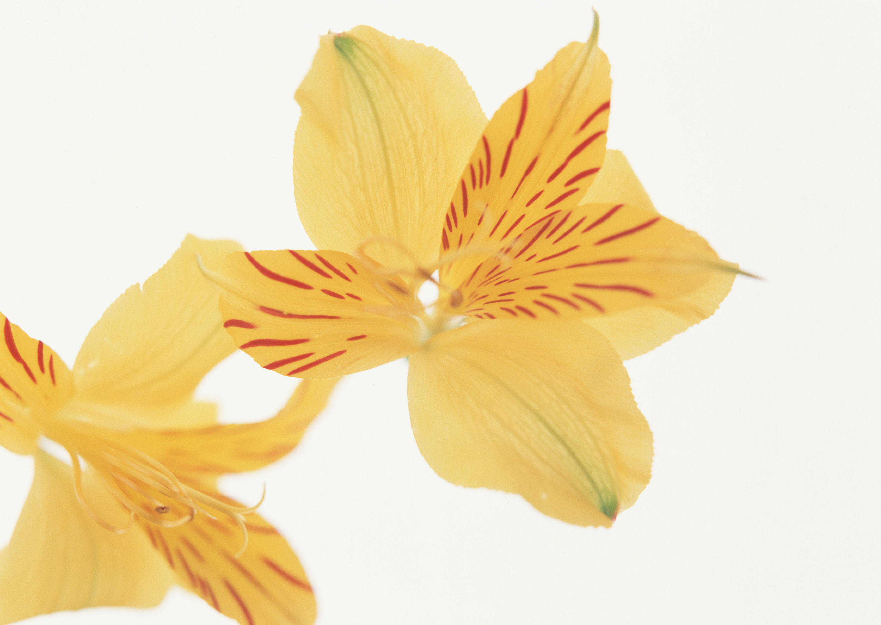 Free download high resolution image - free image free photo free stock image public domain picture -Beautiful orange lilies