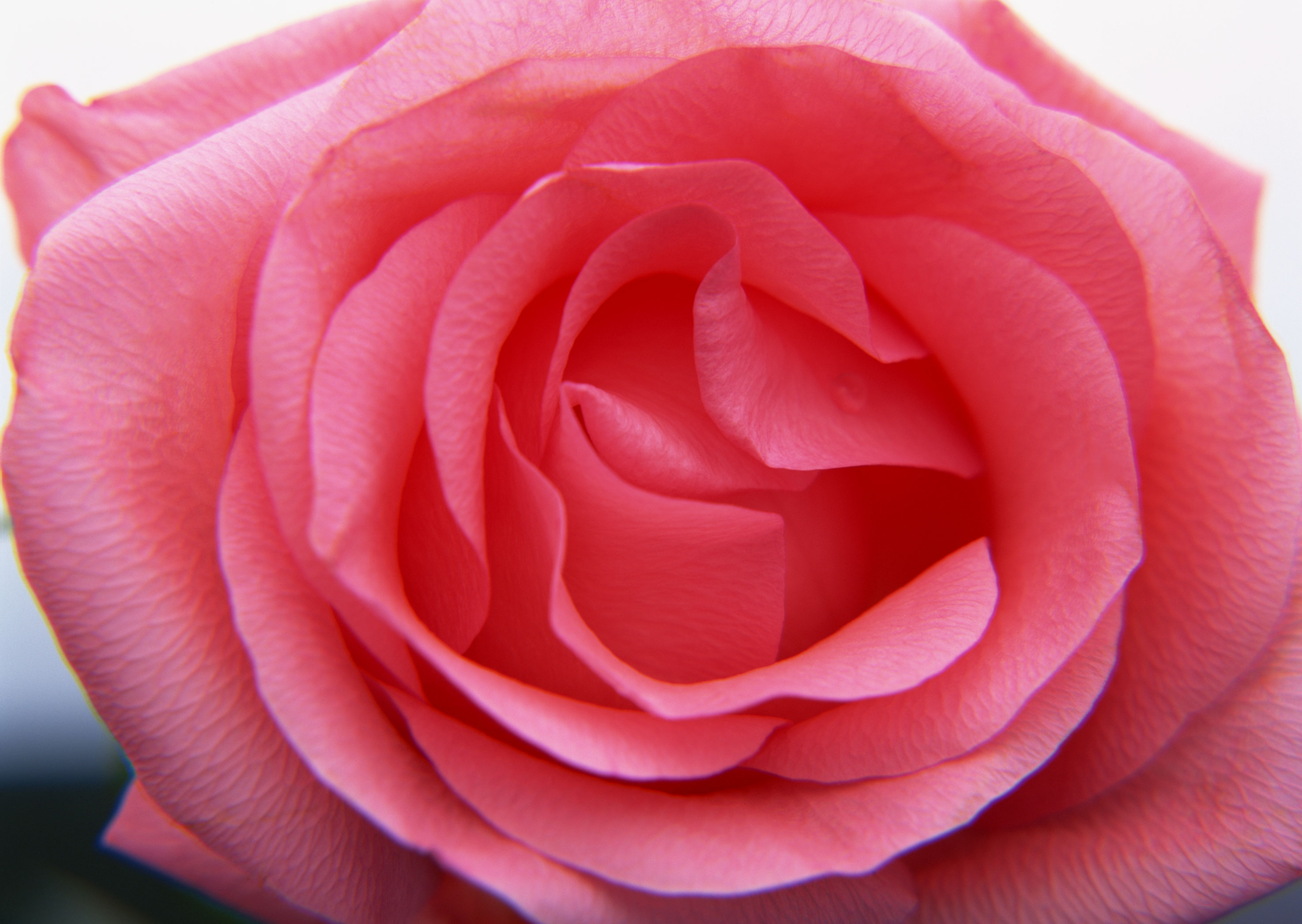 Free download high resolution image - free image free photo free stock image public domain picture -Pink Rose Flower