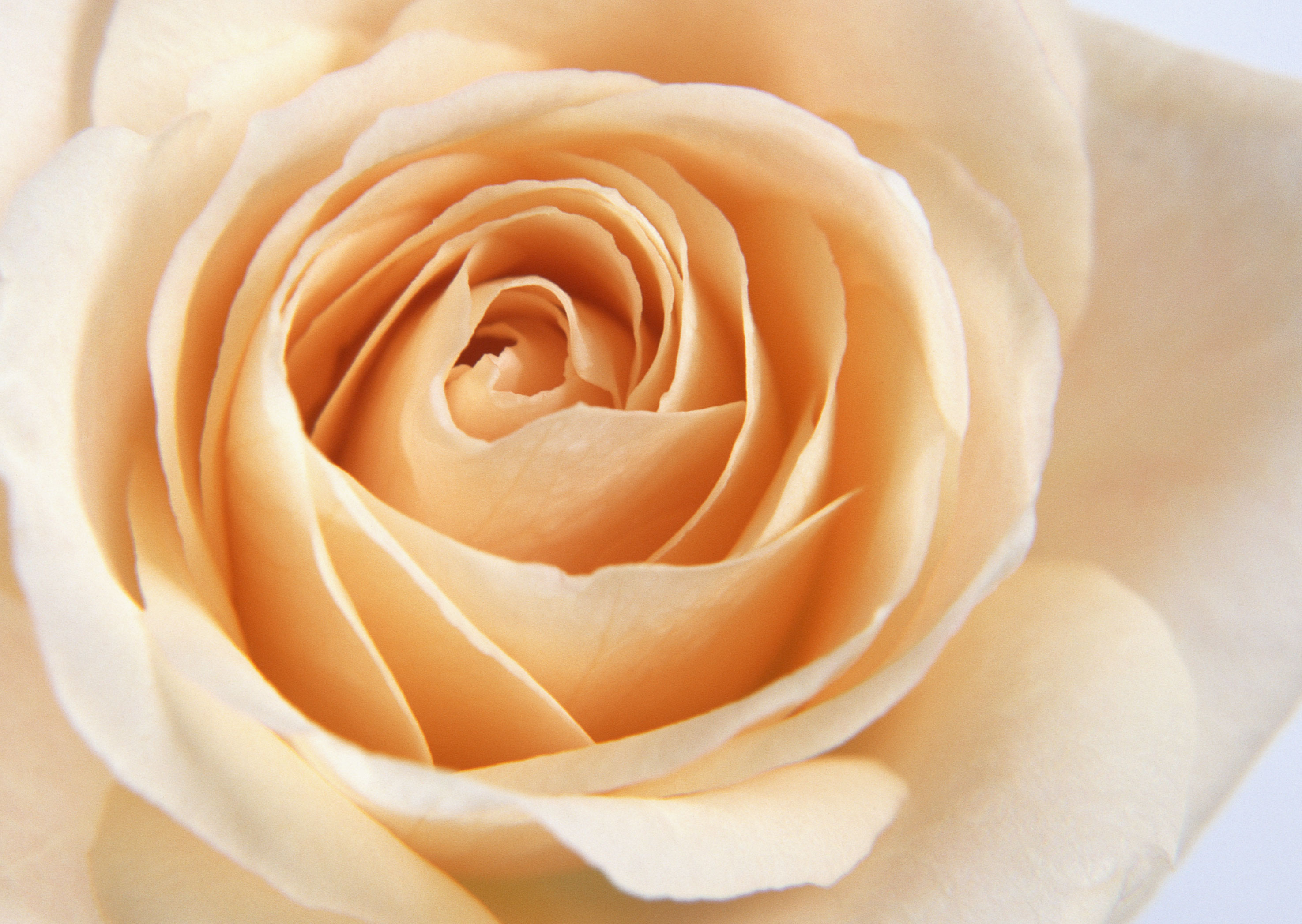 Free download high resolution image - free image free photo free stock image public domain picture -Close up of a yellow rose as background