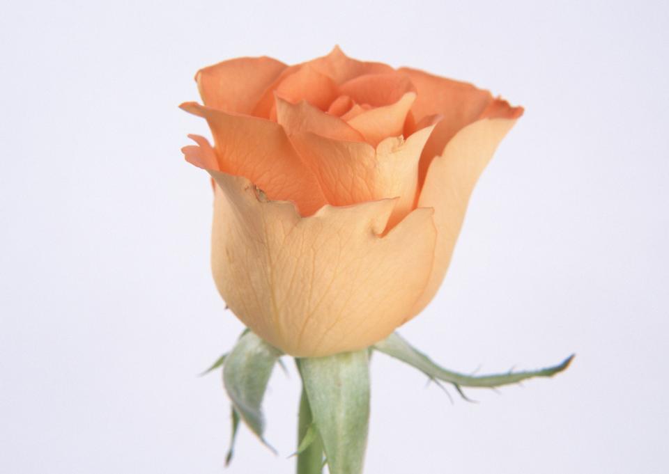 Free download high resolution image - free image free photo free stock image public domain picture  Beautiful orange rose