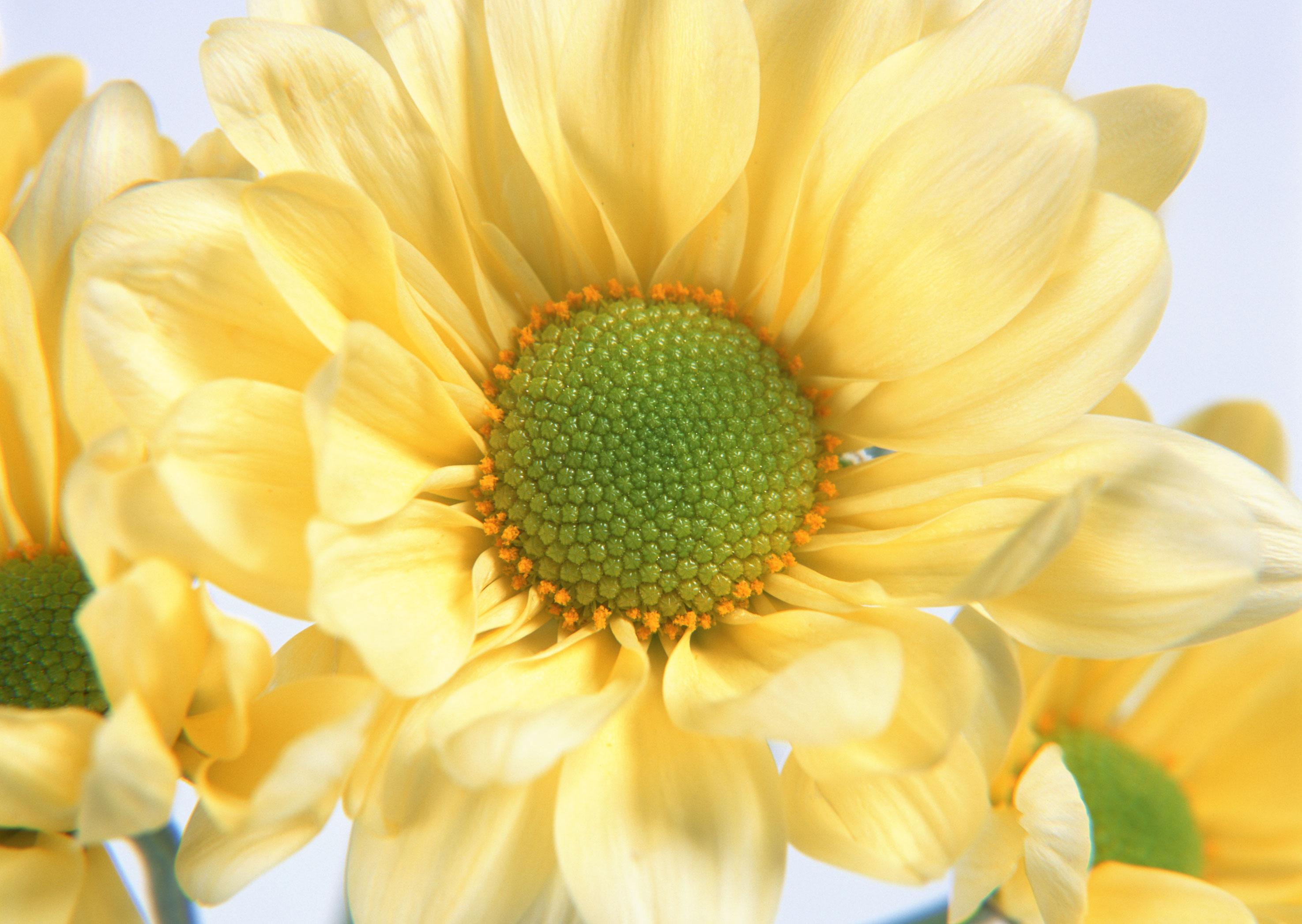 Free download high resolution image - free image free photo free stock image public domain picture -yellow flowers