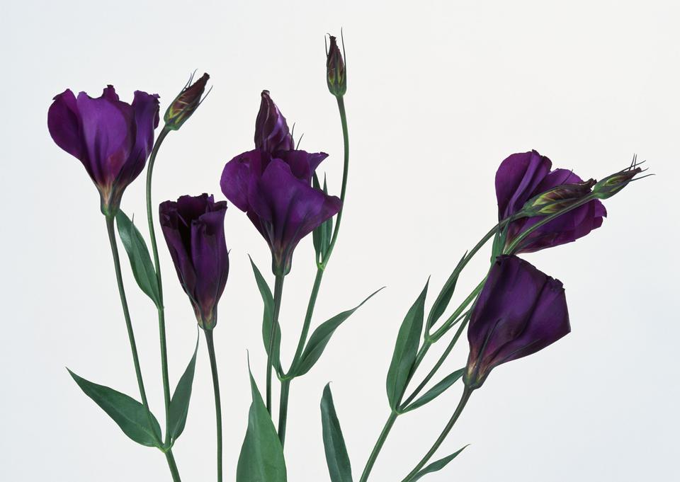 Free download high resolution image - free image free photo free stock image public domain picture  Studio Shot of Purple Colored Tulip