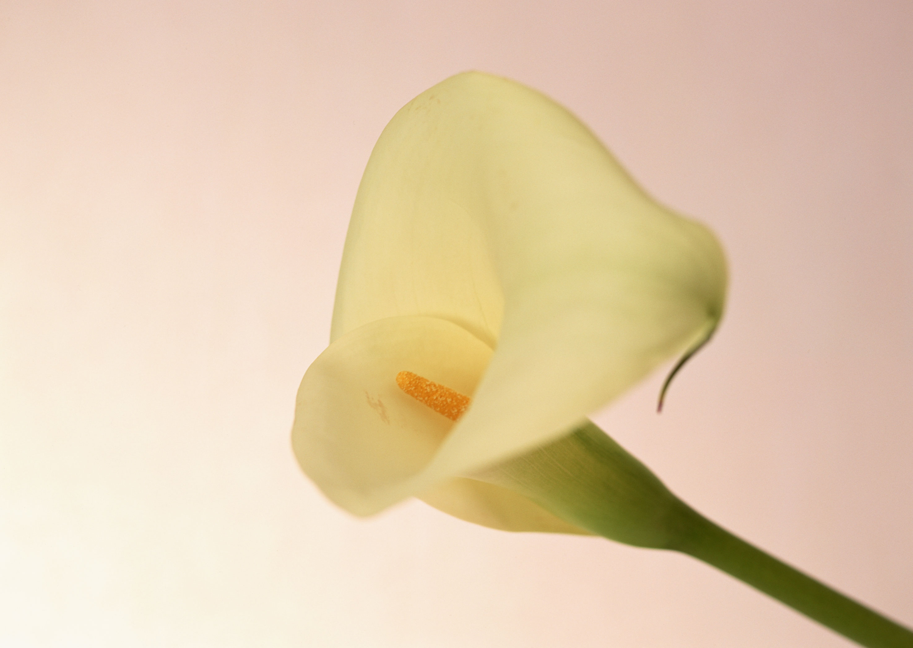 Free download high resolution image - free image free photo free stock image public domain picture -Lily flower