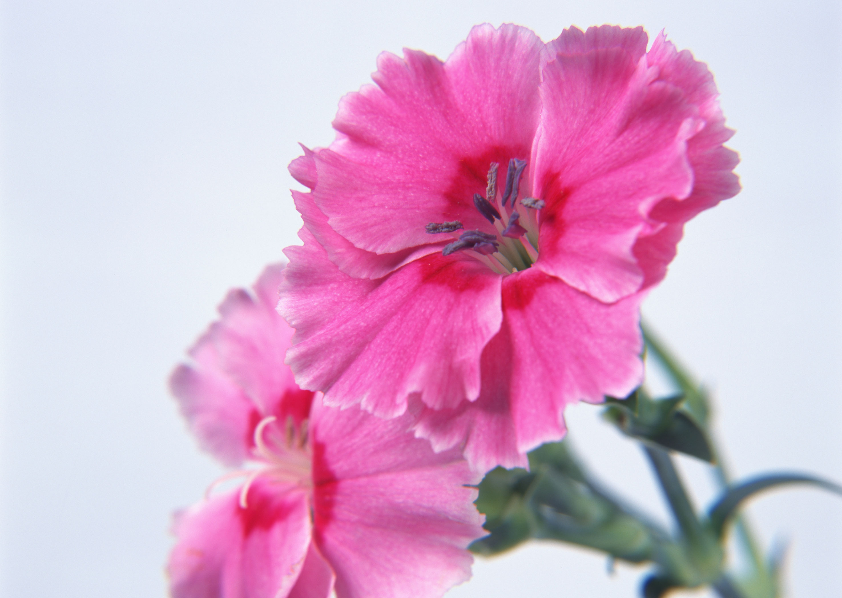 Free download high resolution image - free image free photo free stock image public domain picture -Carnations