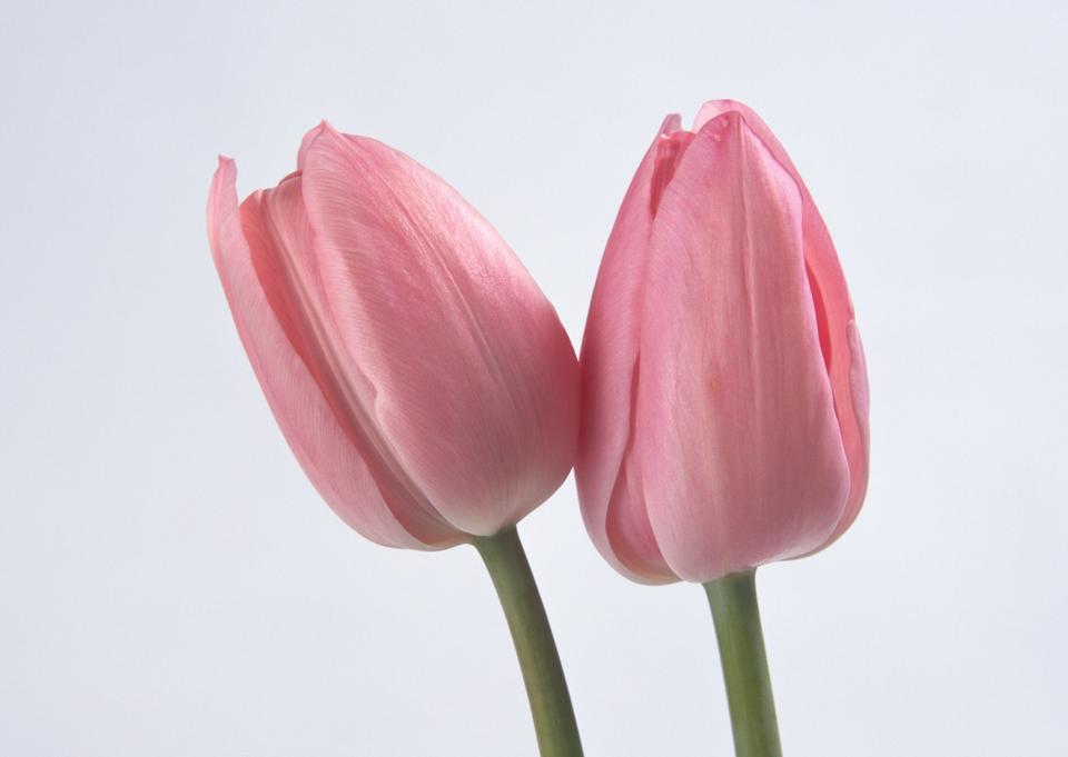 Free download high resolution image - free image free photo free stock image public domain picture  Two spring flowers. Tulips