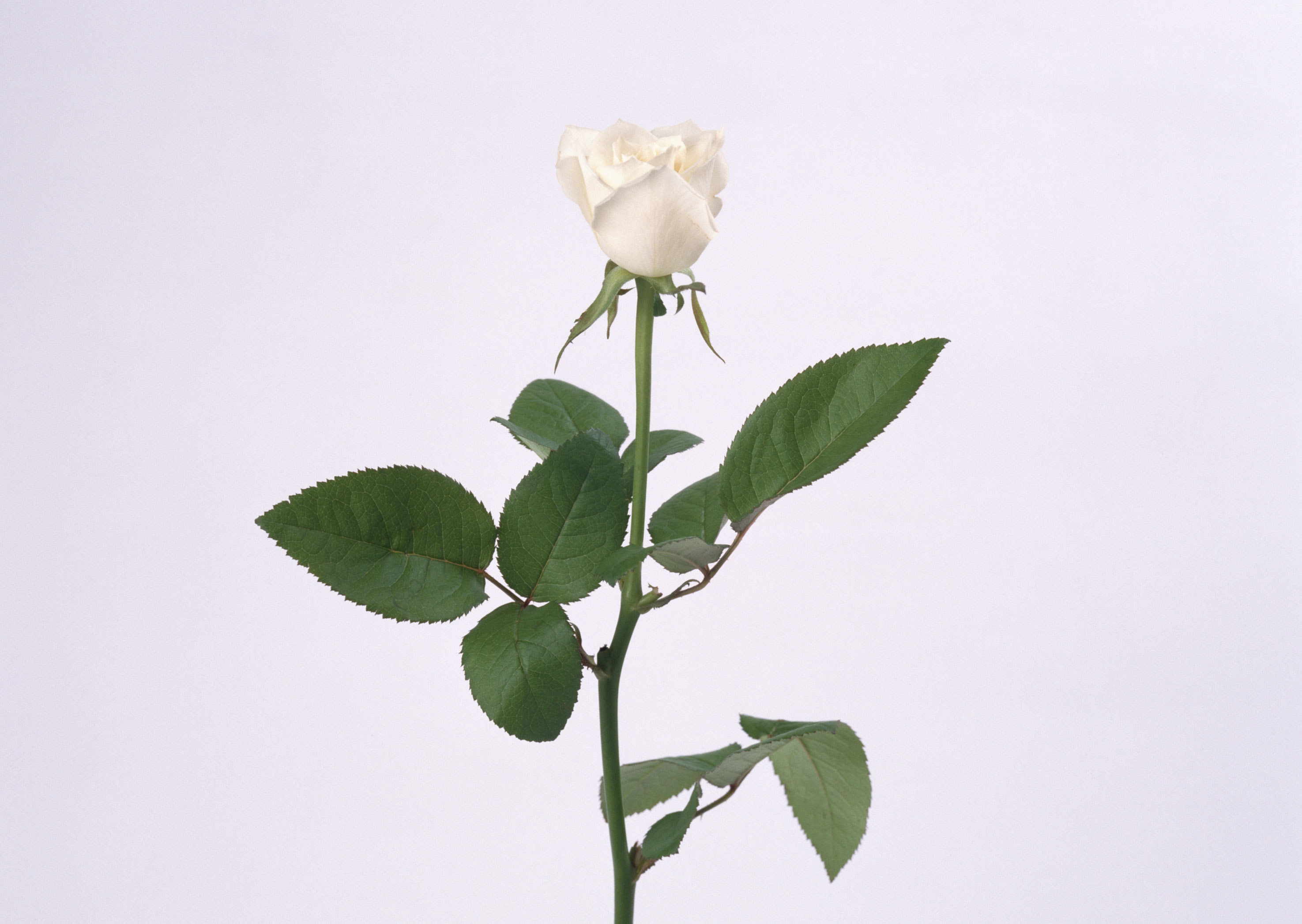 Free download high resolution image - free image free photo free stock image public domain picture -white rose