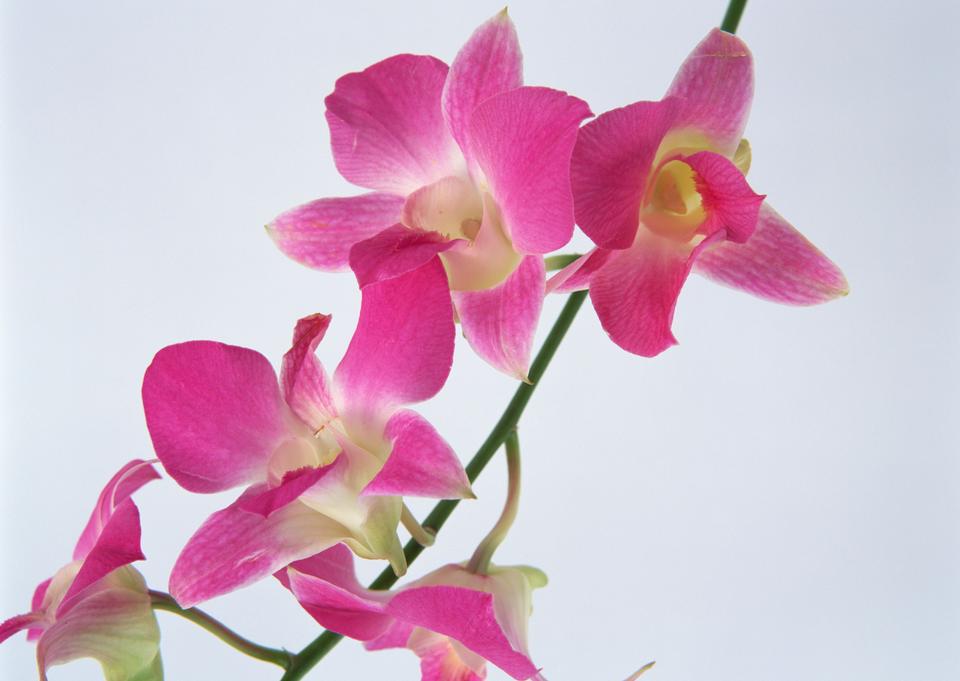 Free download high resolution image - free image free photo free stock image public domain picture  Pink streaked orchid flower