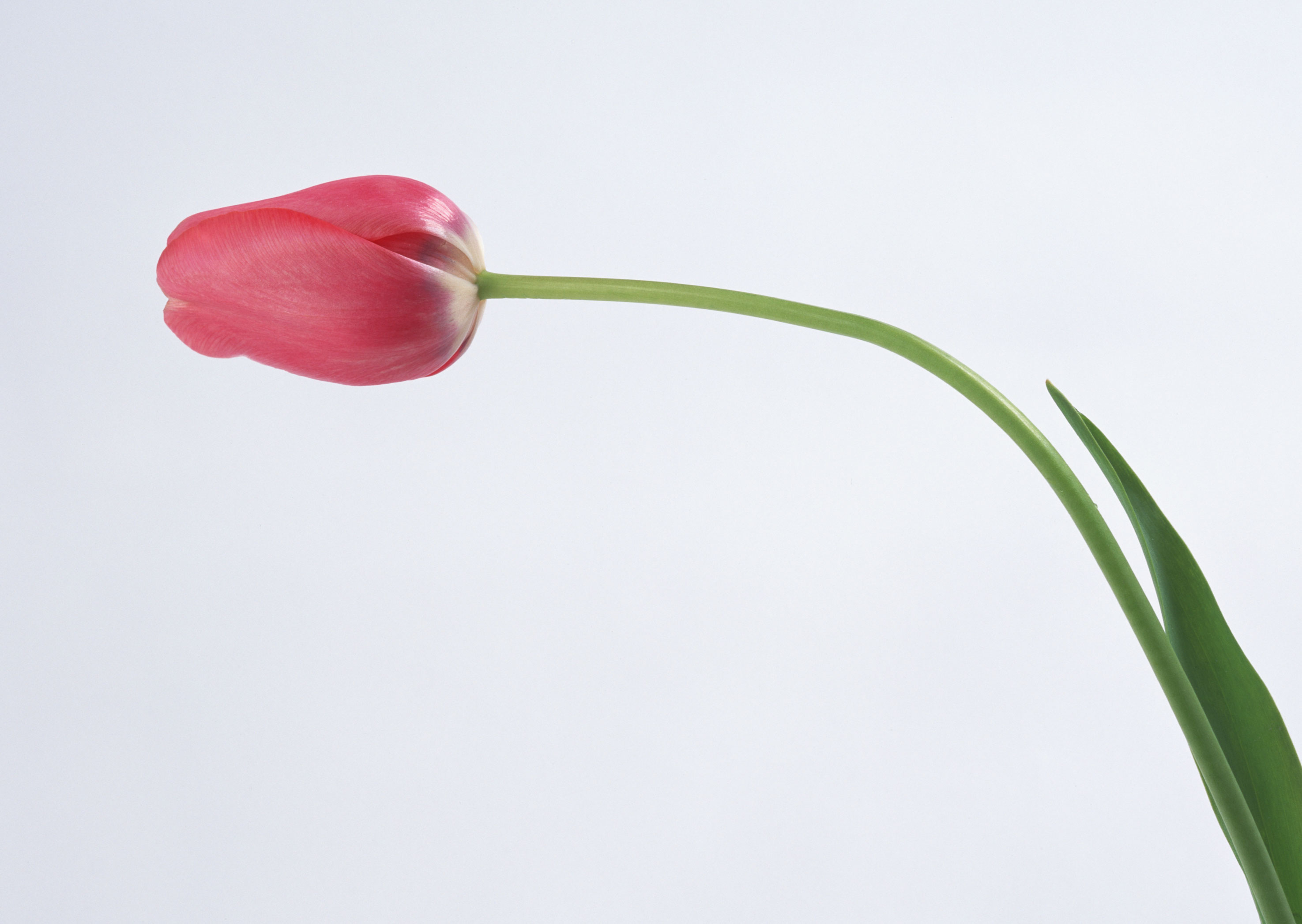 Free download high resolution image - free image free photo free stock image public domain picture -One red tulip