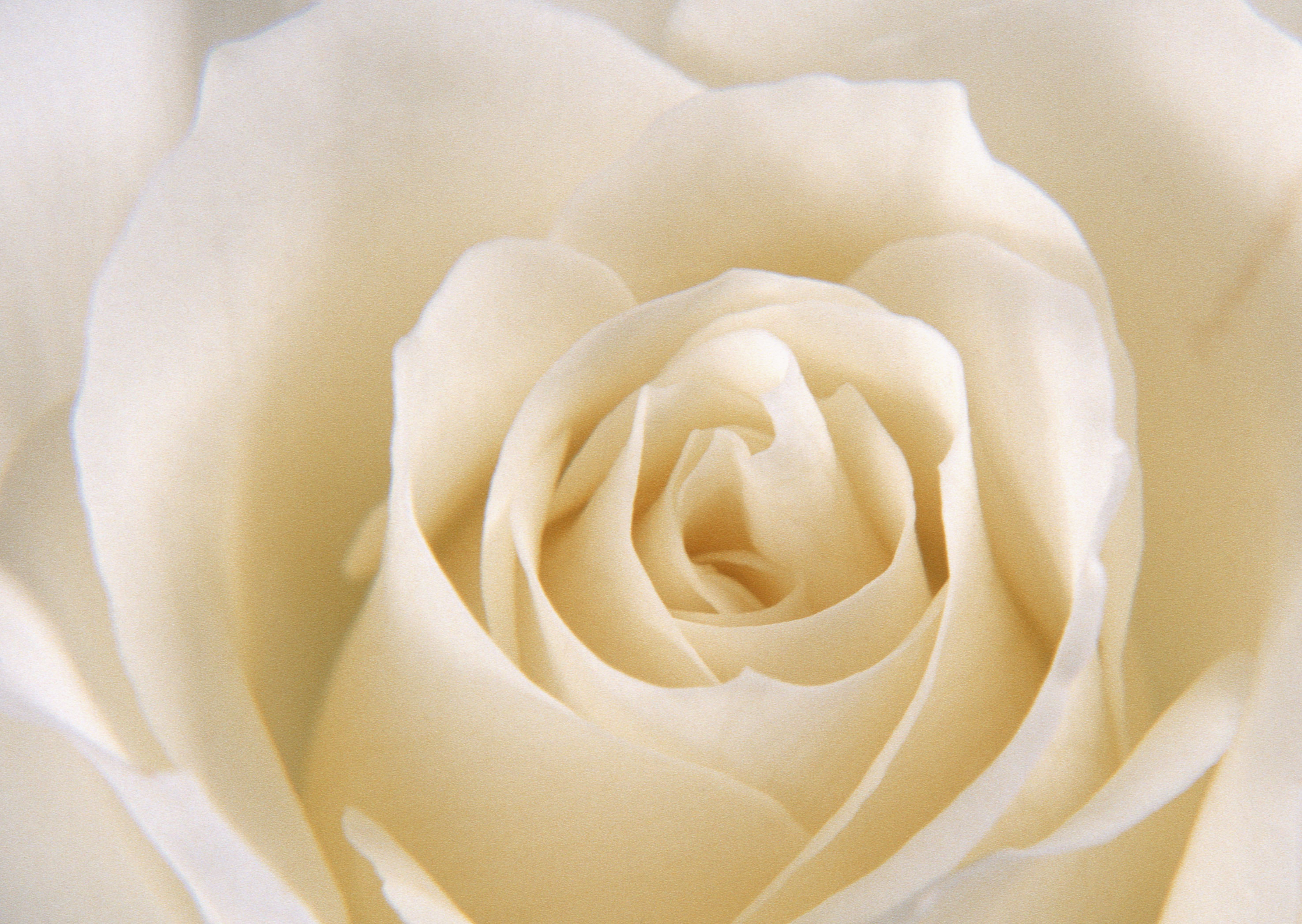 Free download high resolution image - free image free photo free stock image public domain picture -Close up of a wite rose as background