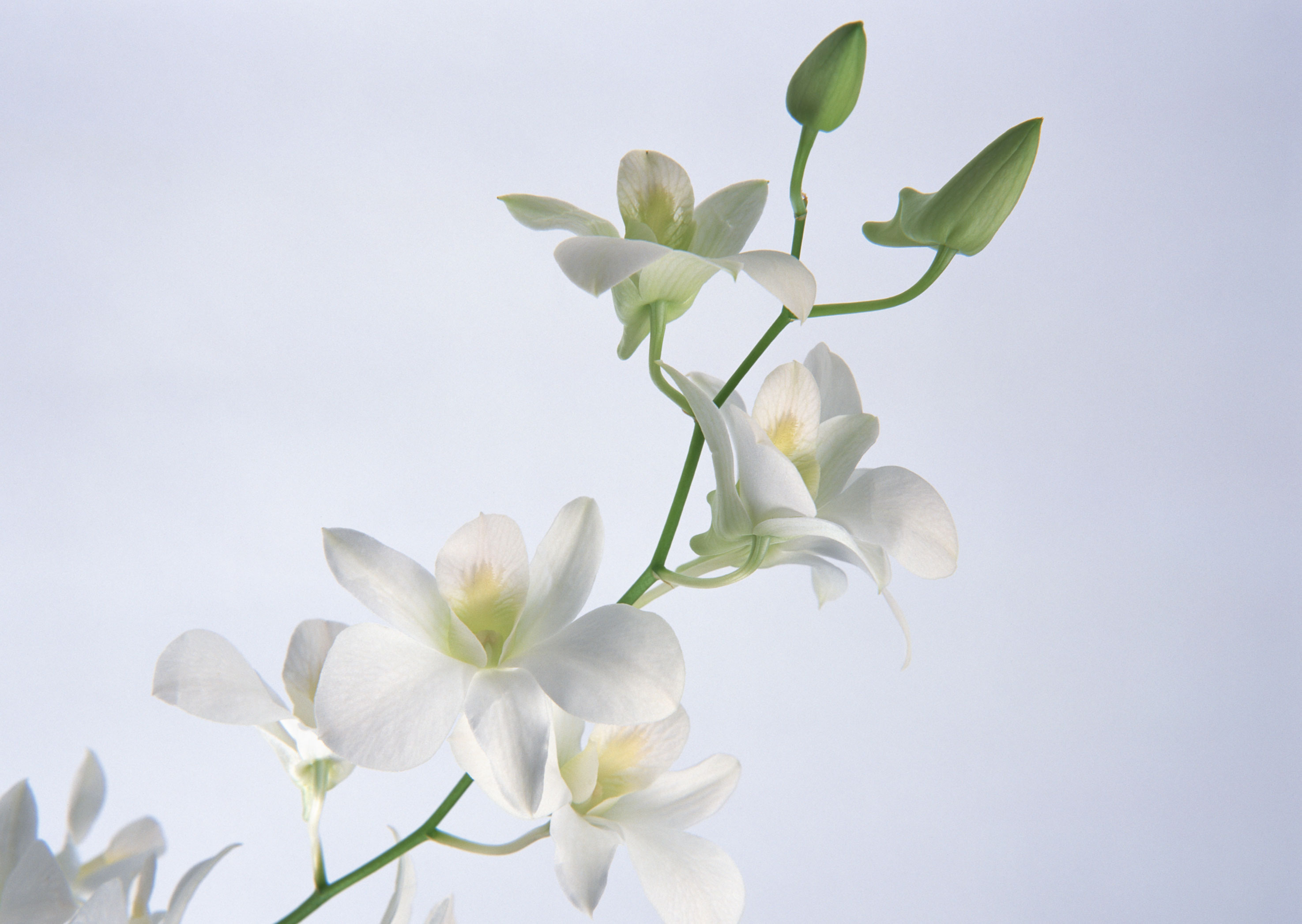 Free download high resolution image - free image free photo free stock image public domain picture -White orchid