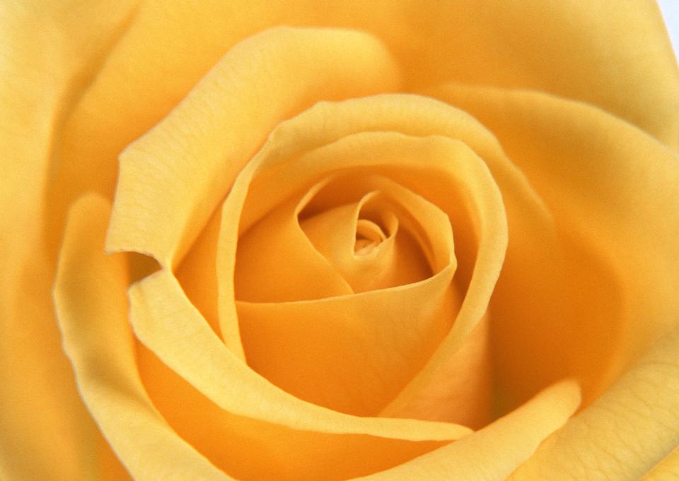 Free download high resolution image - free image free photo free stock image public domain picture  Yellow rose flower as close up