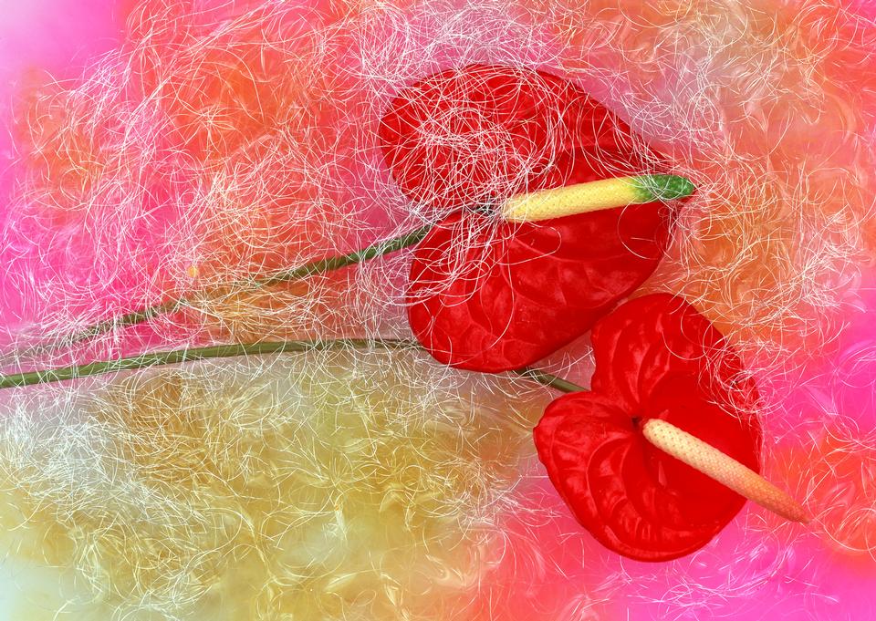 Free download high resolution image - free image free photo free stock image public domain picture  Red poppies on the field with soft filter