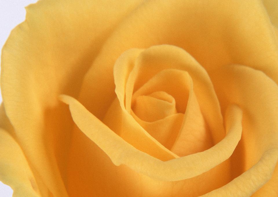 Free download high resolution image - free image free photo free stock image public domain picture  Close up of a yellow rose as background