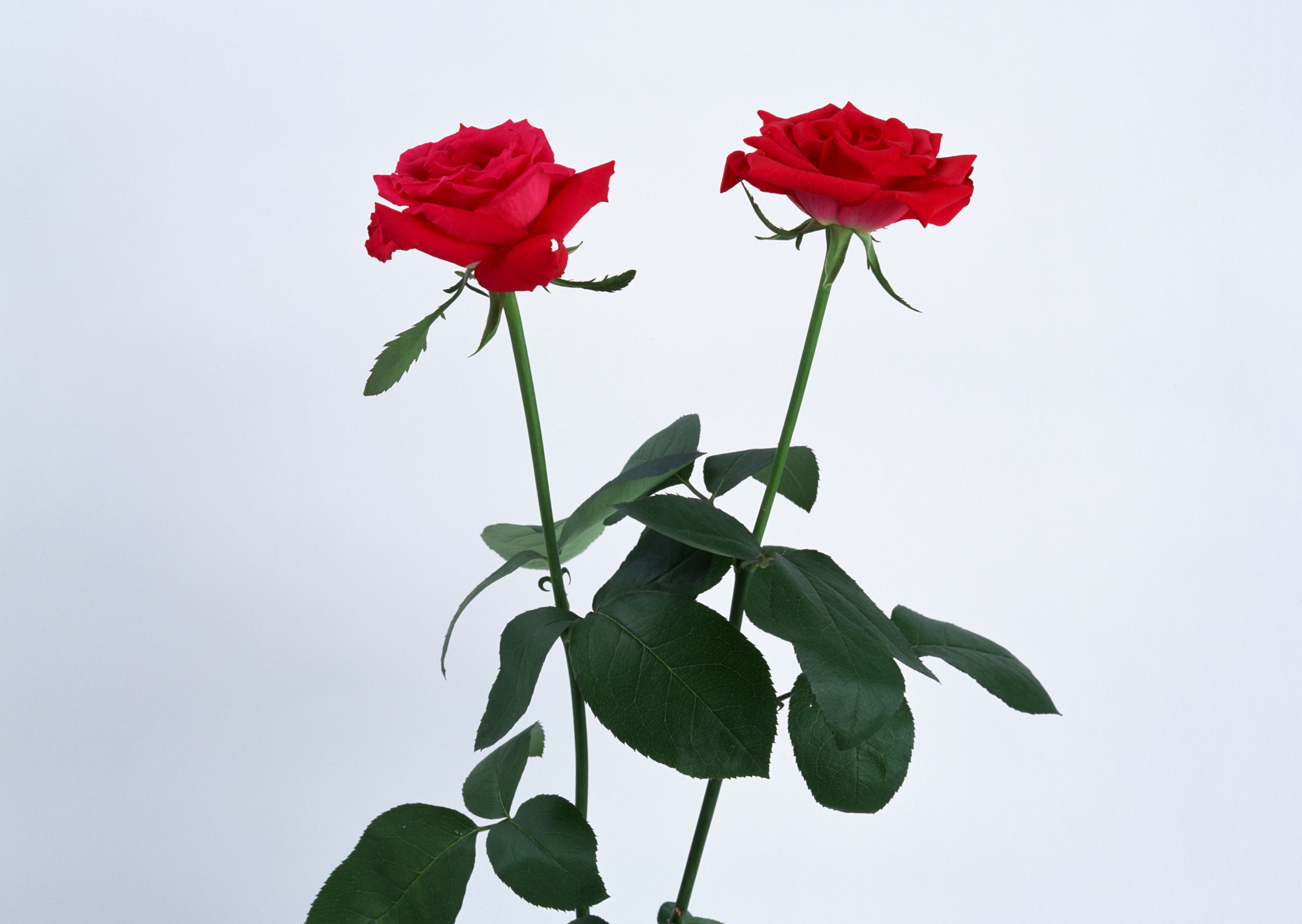 Free download high resolution image - free image free photo free stock image public domain picture -A bunch of red roses