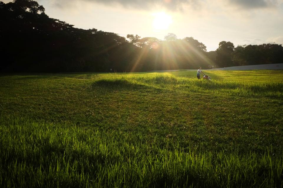 Free download high resolution image - free image free photo free stock image public domain picture  Field of wheat in the rays of the rising sun