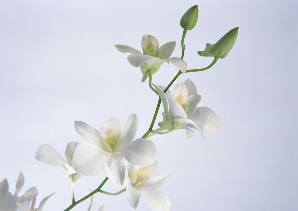 Free download high resolution image - free image free photo free stock image public domain picture  White orchid