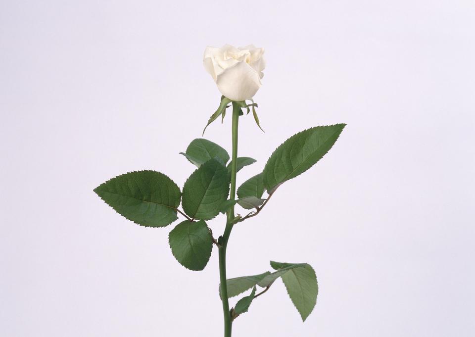 Free download high resolution image - free image free photo free stock image public domain picture  white rose