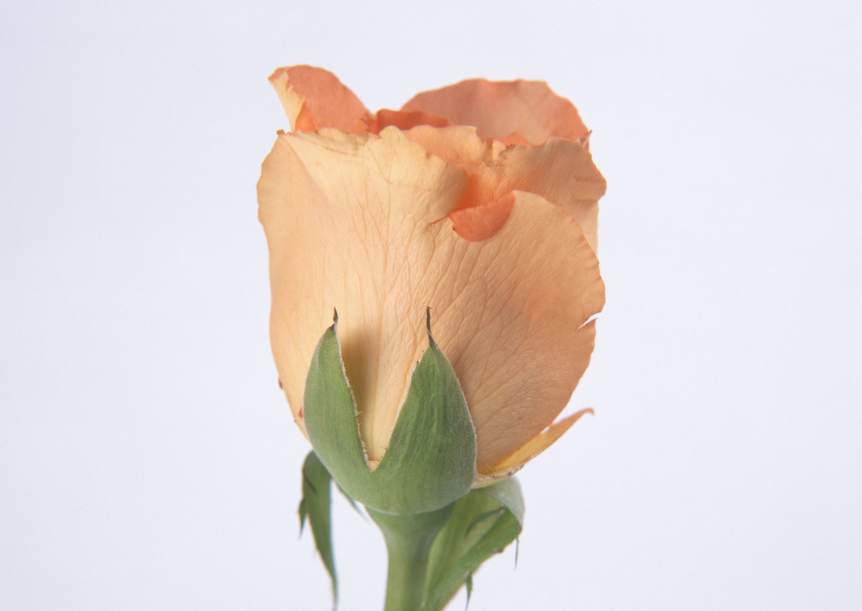 Free download high resolution image - free image free photo free stock image public domain picture -Single beautiful orange rose close-up