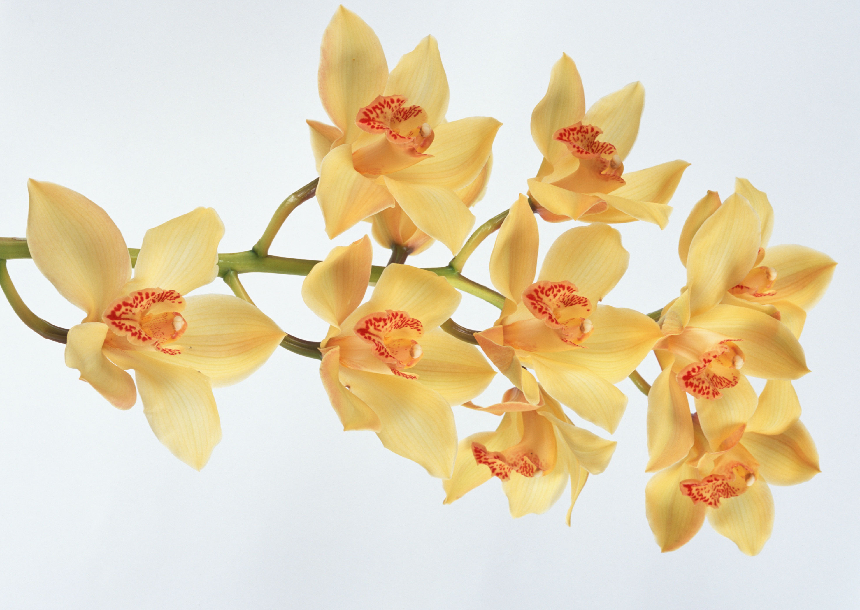 Free download high resolution image - free image free photo free stock image public domain picture -Yellow orchid