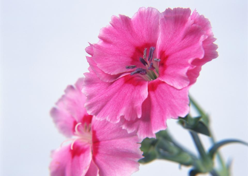 Free download high resolution image - free image free photo free stock image public domain picture  Carnations