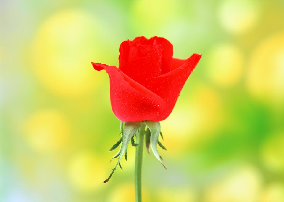 Free download high resolution image - free image free photo free stock image public domain picture  Fleld red rose