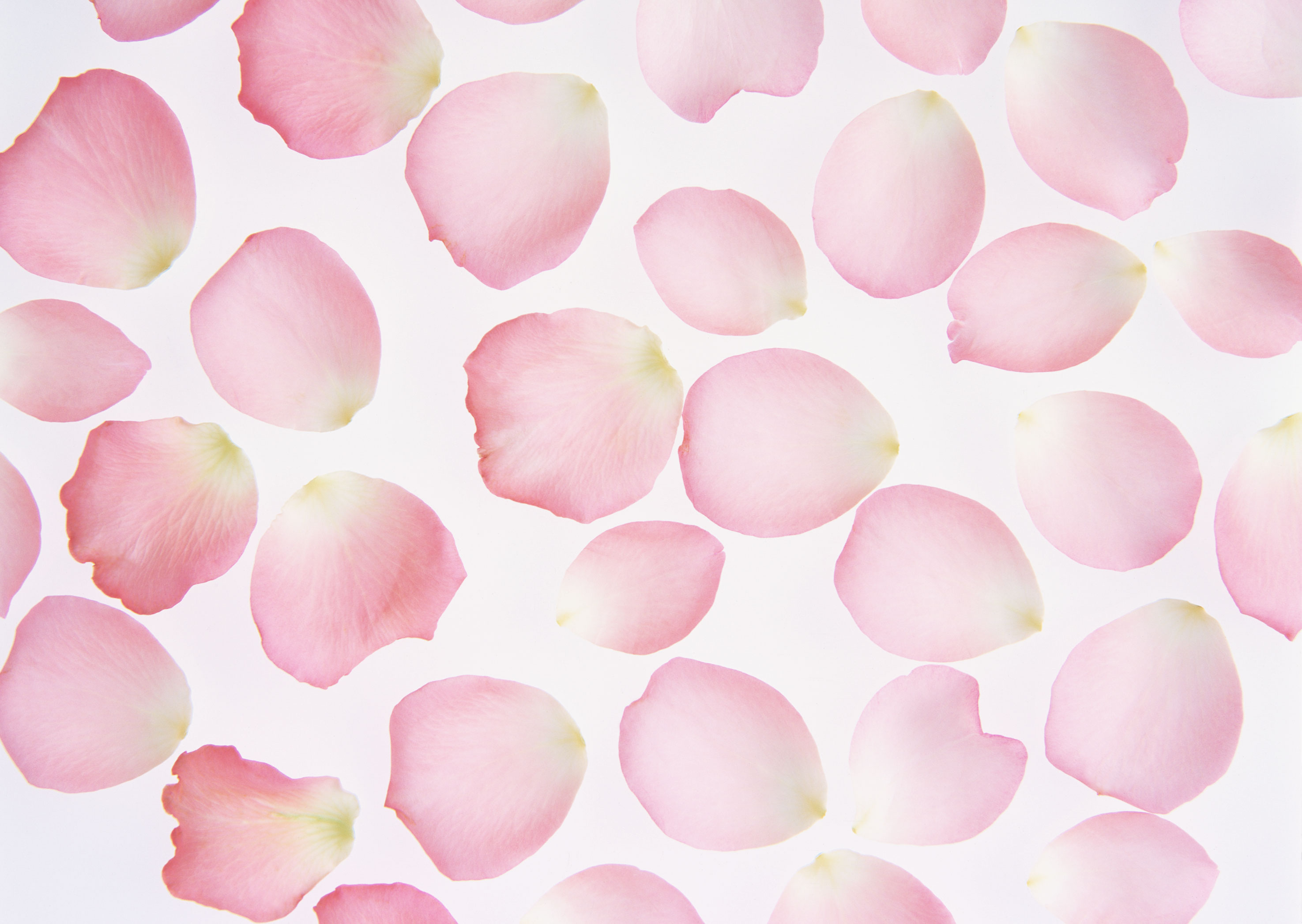 Free download high resolution image - free image free photo free stock image public domain picture -Pink rose petals isolated on white background