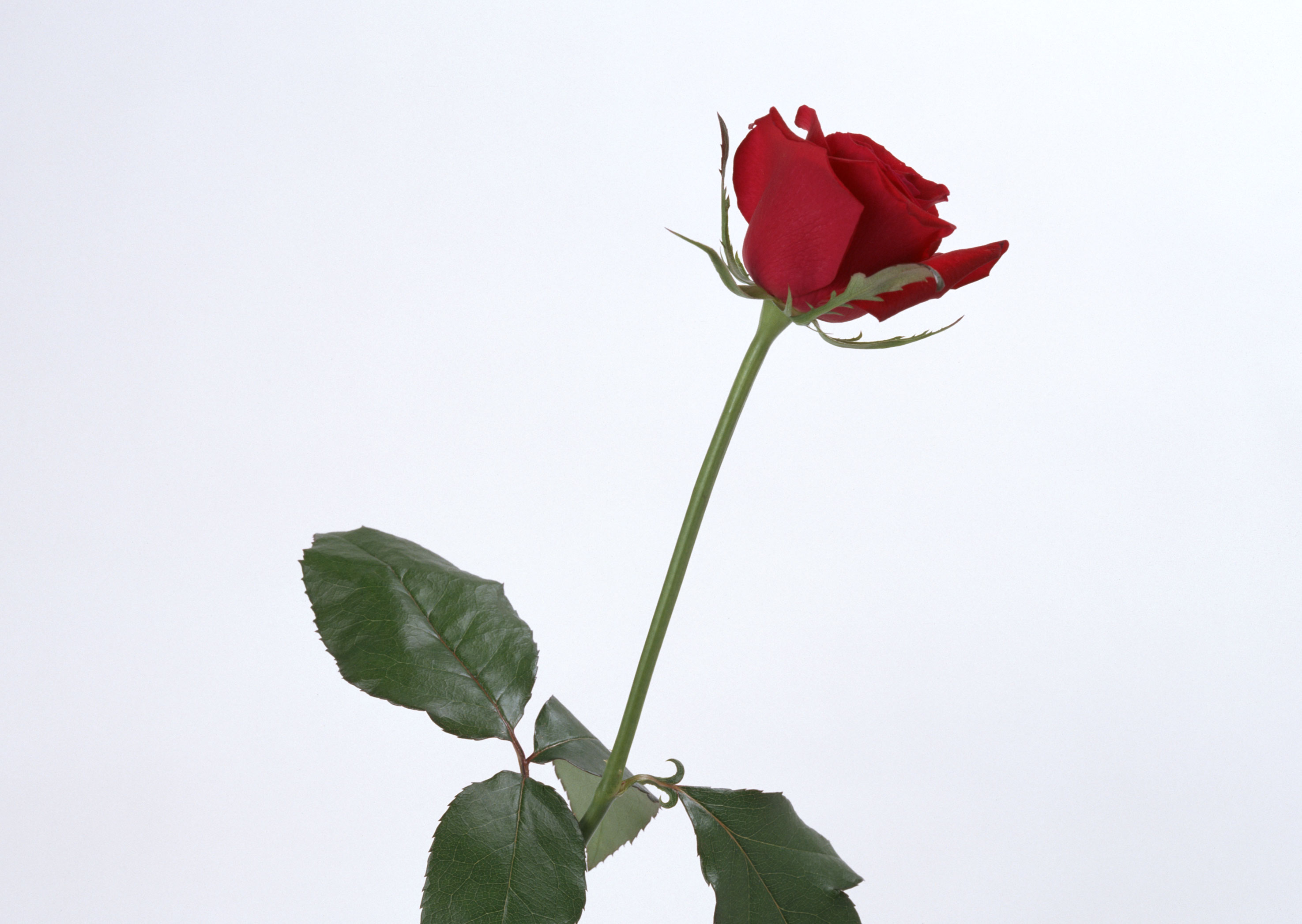 Free download high resolution image - free image free photo free stock image public domain picture -single scarlet rose