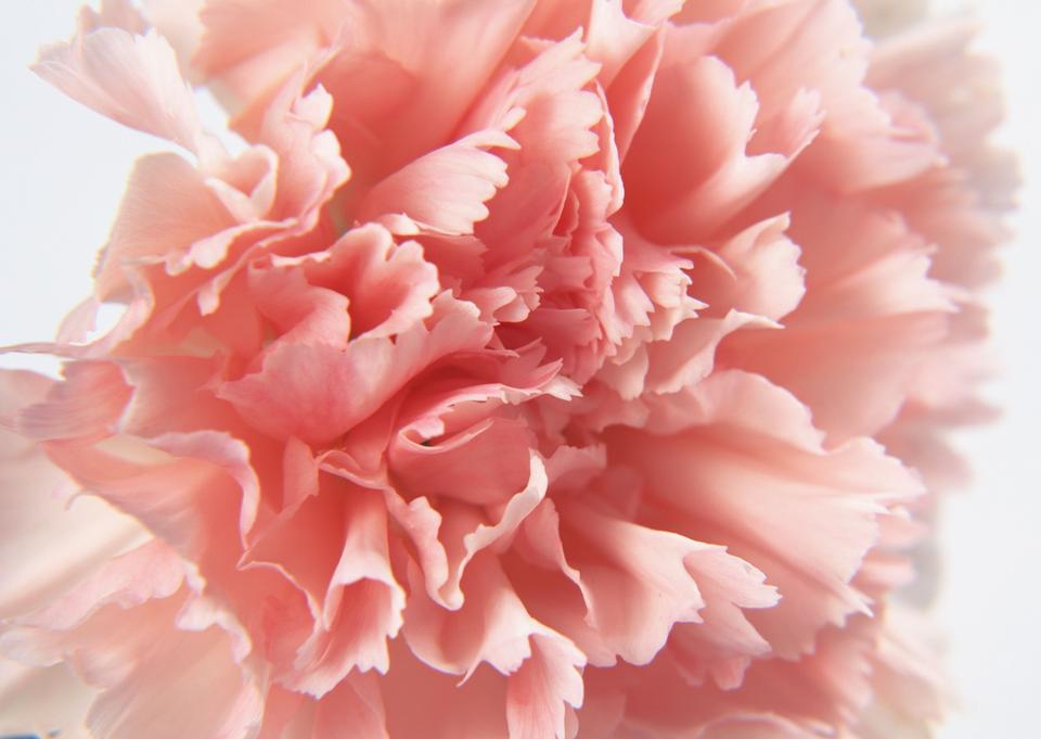 Free download high resolution image - free image free photo free stock image public domain picture  Pink carnation of closeup