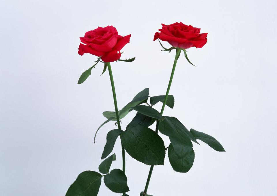 Free download high resolution image - free image free photo free stock image public domain picture  A bunch of red roses