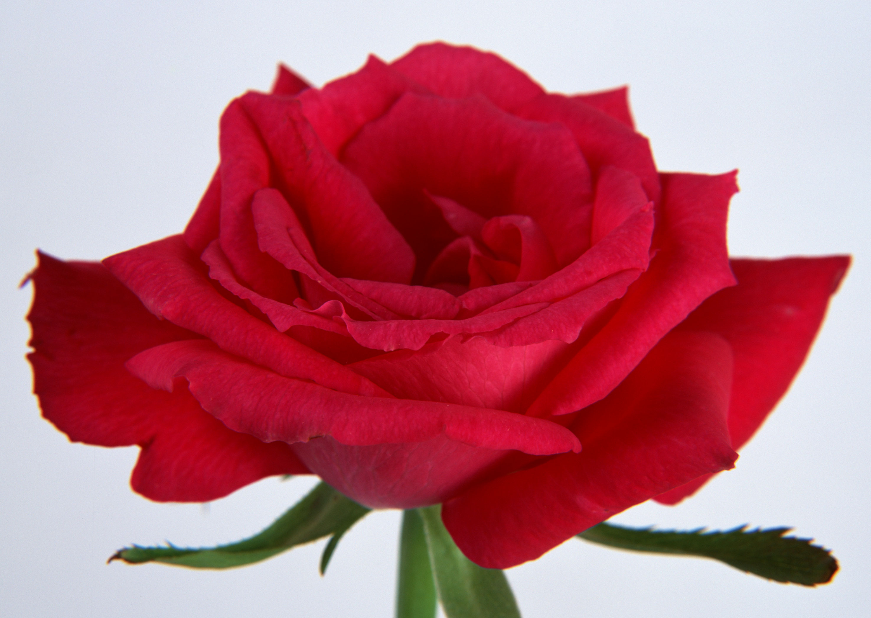 Free download high resolution image - free image free photo free stock image public domain picture -Red rose