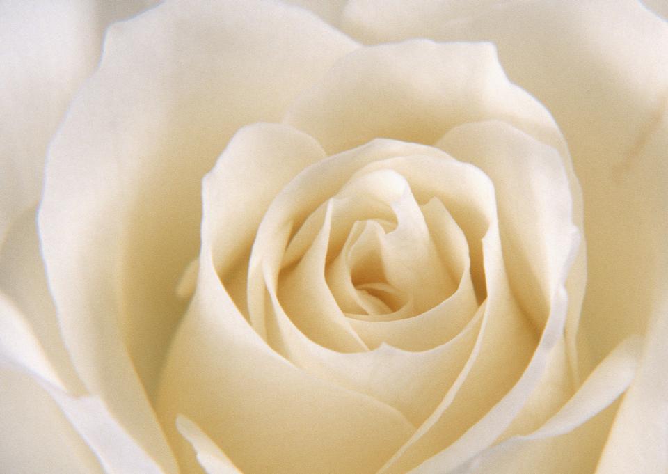 Free download high resolution image - free image free photo free stock image public domain picture  Close up of a wite rose as background