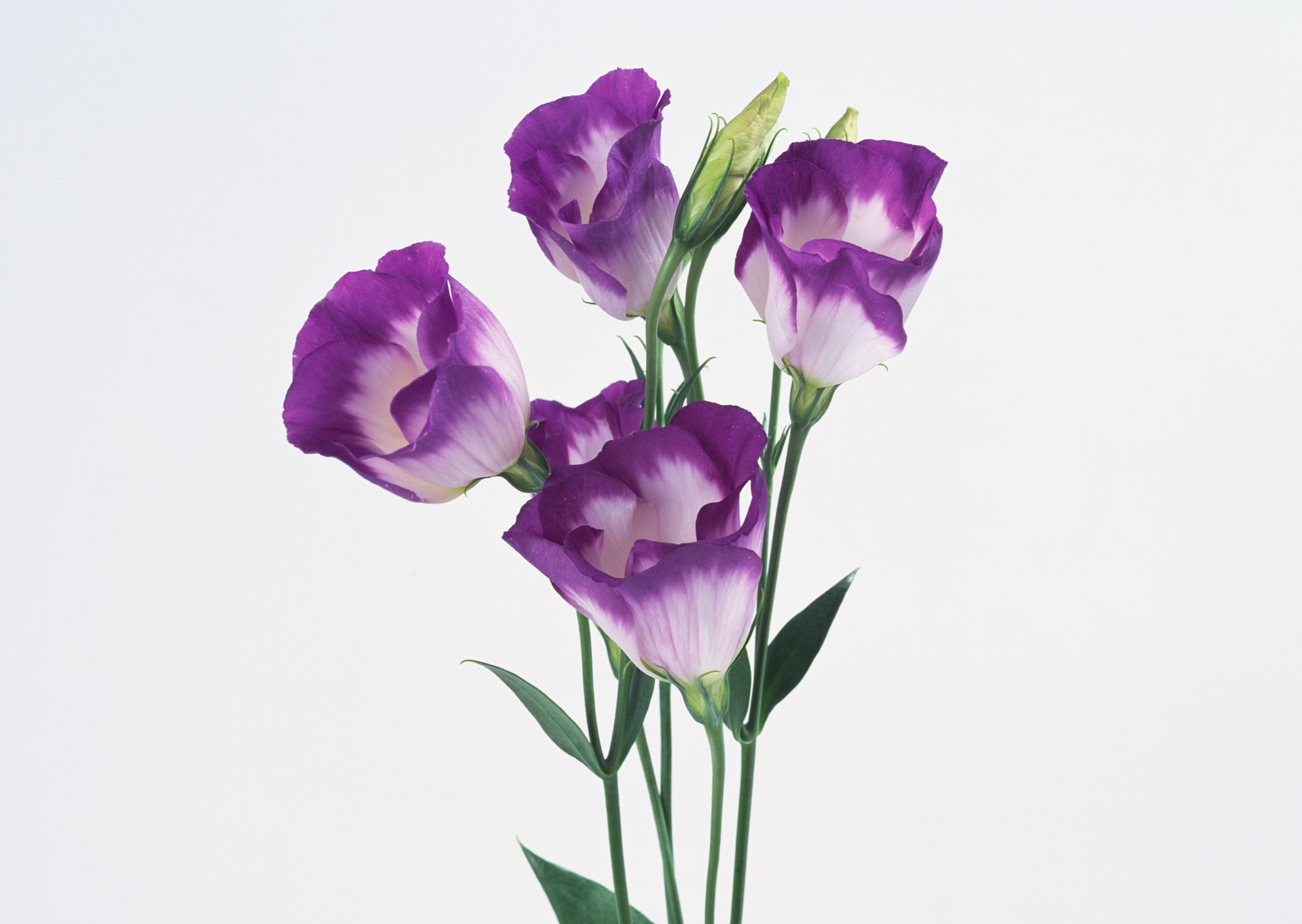 Free download high resolution image - free image free photo free stock image public domain picture -Purple Colored Tulip