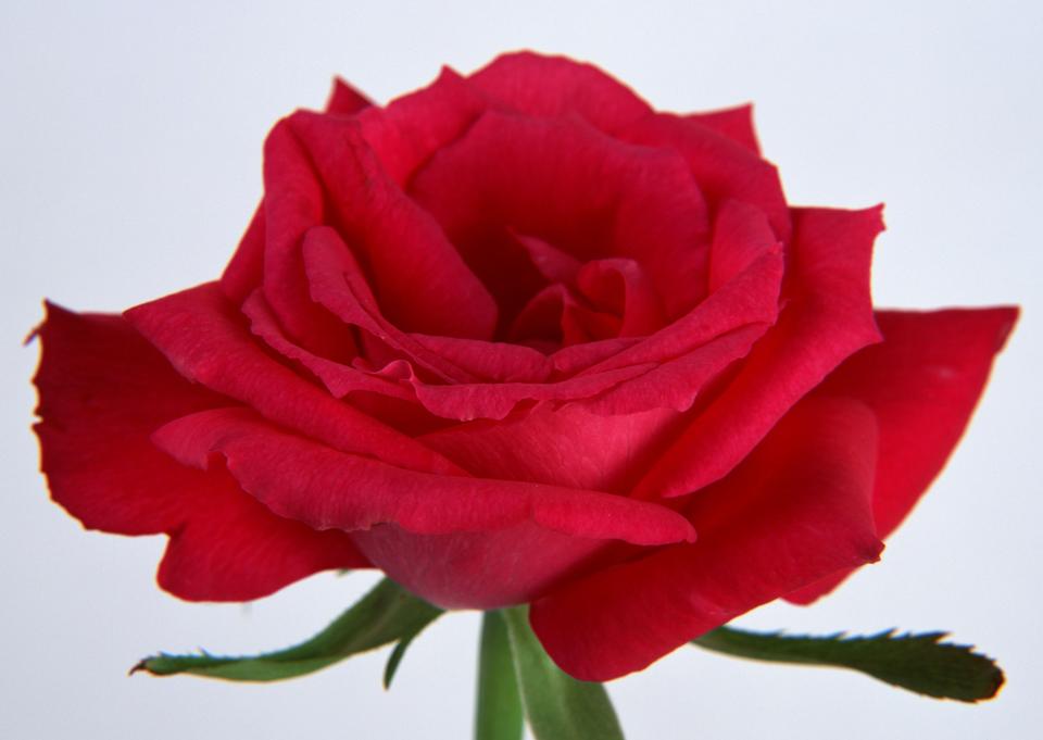 Free download high resolution image - free image free photo free stock image public domain picture  Red rose