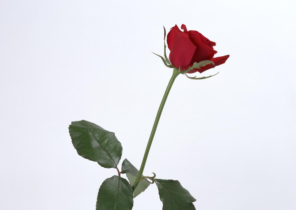 Free download high resolution image - free image free photo free stock image public domain picture  single scarlet rose