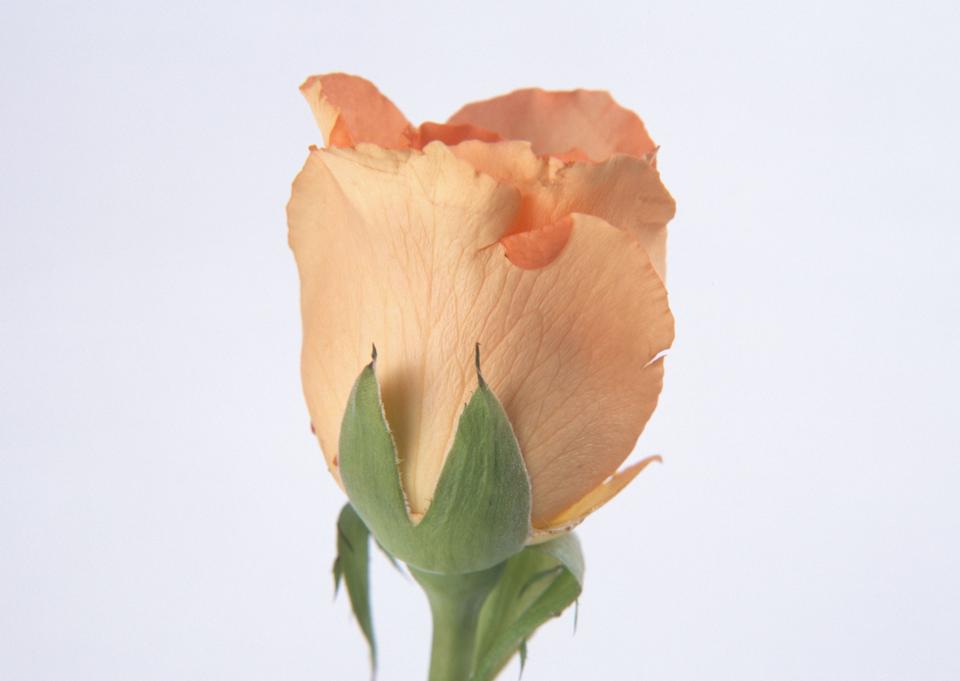 Free download high resolution image - free image free photo free stock image public domain picture  Single beautiful orange rose close-up